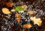 Leaves