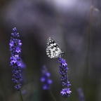 IMG 2011-06-16 1582-schmetterling