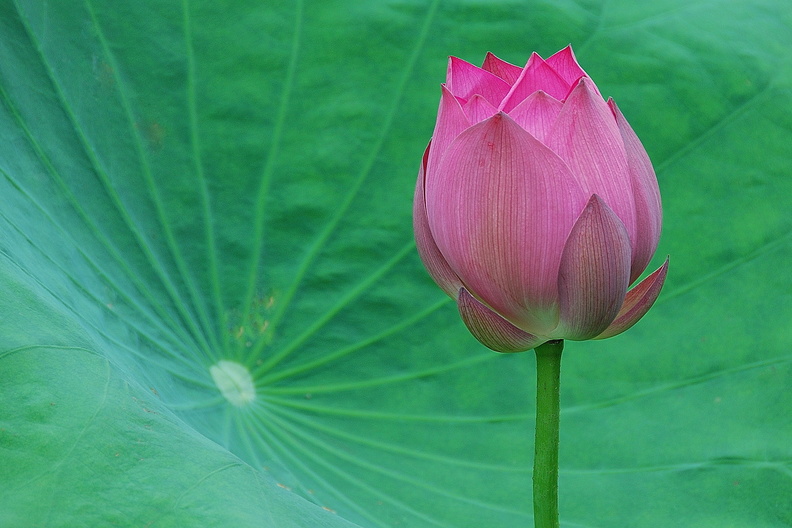 Lotusblüte, China