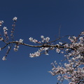 Mandelblüte in der Pfalz 