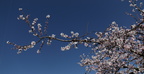 Mandelblüte in der Pfalz 