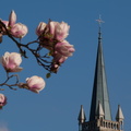 Frühling in Bern