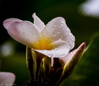 Frangipani Blüte 