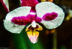 Balinesische Orchidee