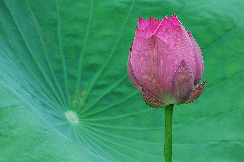 China - Yangshuo - Lotusblüte.jpg