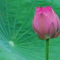 China - Yangshuo - Lotusblüte.jpg
