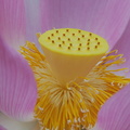 China - Yangshou - Lotusblüte.jpg