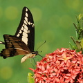 Costa Rica - Schmetterling.jpg