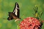 Costa Rica - Schmetterling