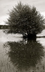Spiegelbild
