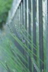lavendel