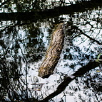 "Krokodil! am Grötzinger Baggersee