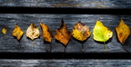 kleine herbstliche Blattparade