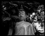 Hidden Buddha #2