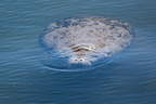 Manatee