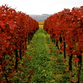 Rot, rot, rot blühen die Weinblätter