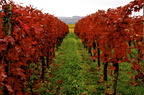 Rot, rot, rot blühen die Weinblätter