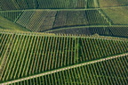 Wein Durbach 01