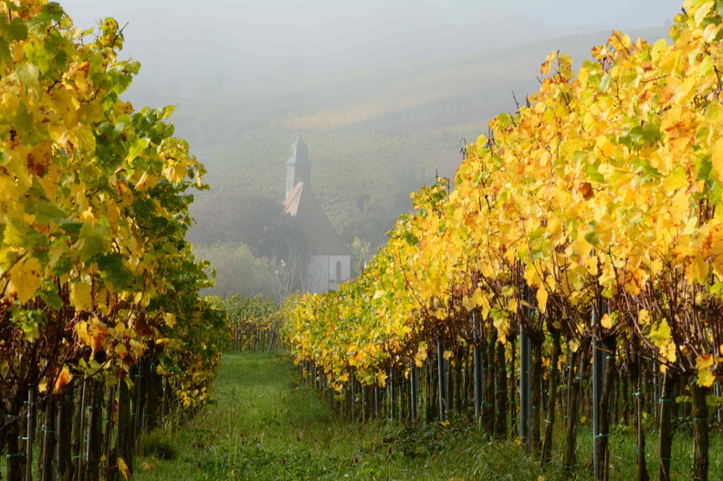 Wein Pfalz 04.jpg