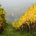 Wein Pfalz 04