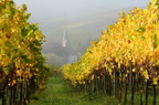 Wein Pfalz 04