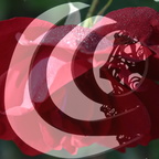 Das Leben ist eine Rose...ist eine Rose...ist eine Rose...ist eine Rose