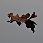 aaRheinwald 026