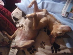 No nude - only a dog
