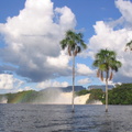 drei Palmen im Rio Carrao bei Canaima, Venezuela