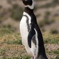 Magellan-Pinguin, Patagonien