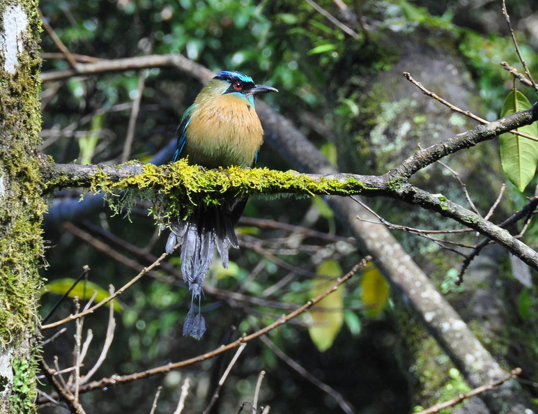Blauscheitelmotmot, Costa Rica