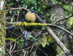 Blauscheitelmotmot, Costa Rica