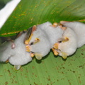 Fledermäuse, Costa Rica