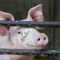 Schwein gehabt in Bernau.jpg