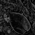 Tote Blätter 2.jpg