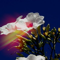 Oleander Eruption
