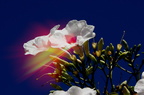 Oleander Eruption