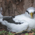 Seychellen - Bird Island - Weißschwanztropikvogel