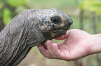 Seychellen - Landschildkröte