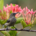 Seychellen - Sunbird