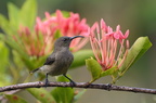 Seychellen - Sunbird