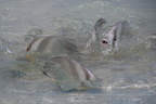 Seychellen - La Digne Fledermausfische