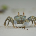 Seychellen - Krabbe