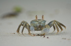Seychellen - Krabbe