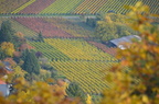 Herbst in der Pfalz