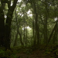 Nebelwald auf Gomera