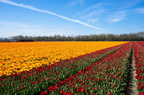 Tulpenblüte Holland 1