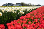 Tulpenblüte Holland 2