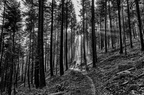 Wald in schwarz/weiß