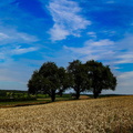 Sallenbusch Panorama